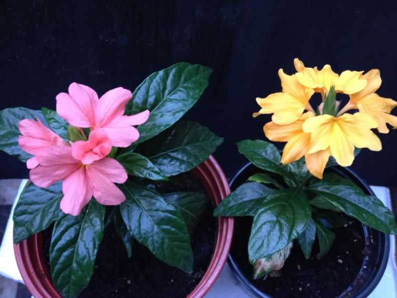 Кроссандра — уход за цветком в домашних условиях и размножение ?