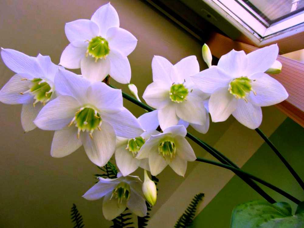 Домашний цветок цветущий белыми колокольчиками фото название