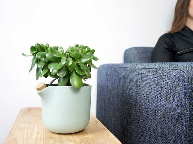 Лучшие комнатные растения для очищения воздуха в квартире