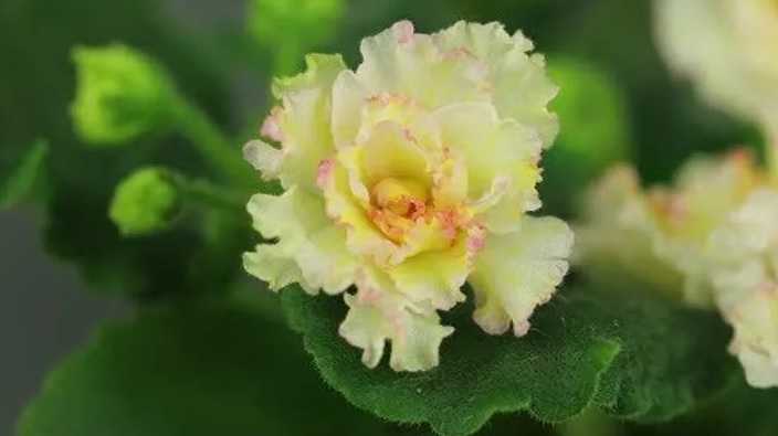 Желтая фиалка – нежное, хрупкое и красивое декоративное растение. Получена она была искусственным путем, так как в природе не растет. Каковы особенности и описание комнатных сортов сенполии Mellow yellow, «АВ-роза» и других желтых фиалок
