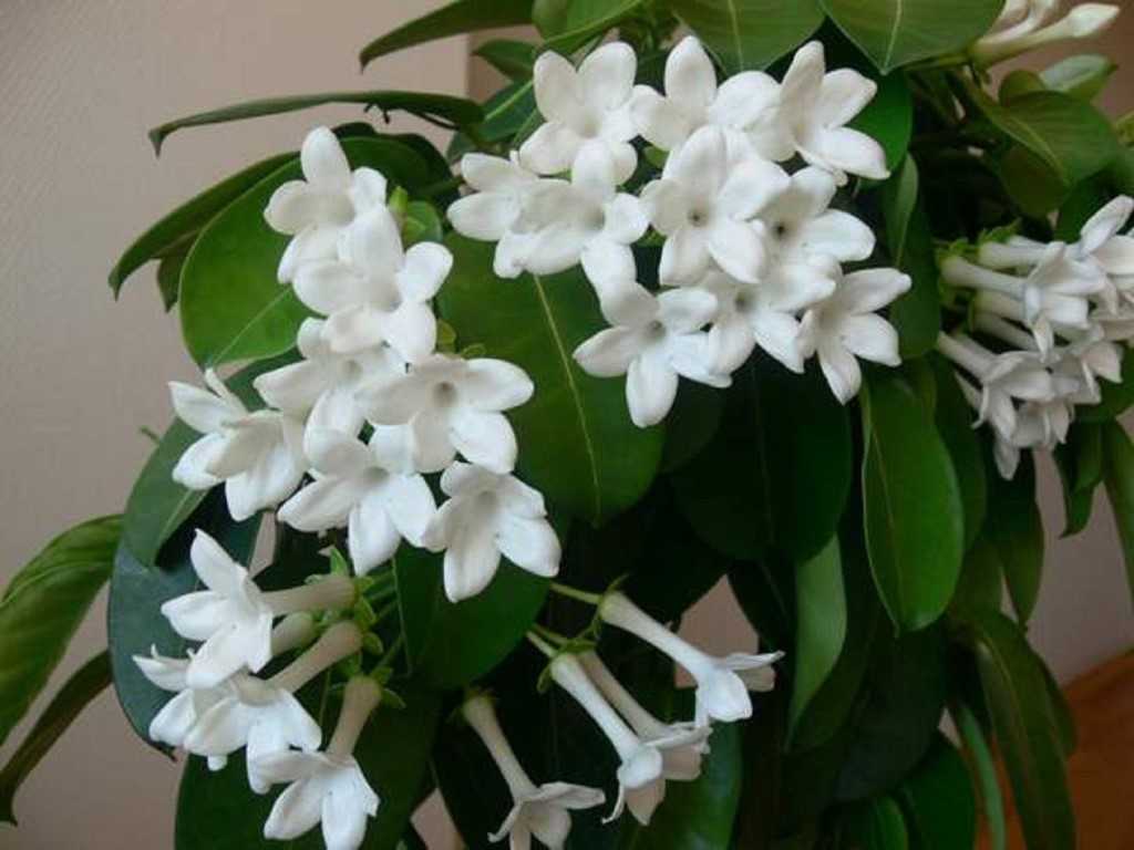 Стефанотис (мадагаскарский жасмин) — уход за цветком в домашних условиях