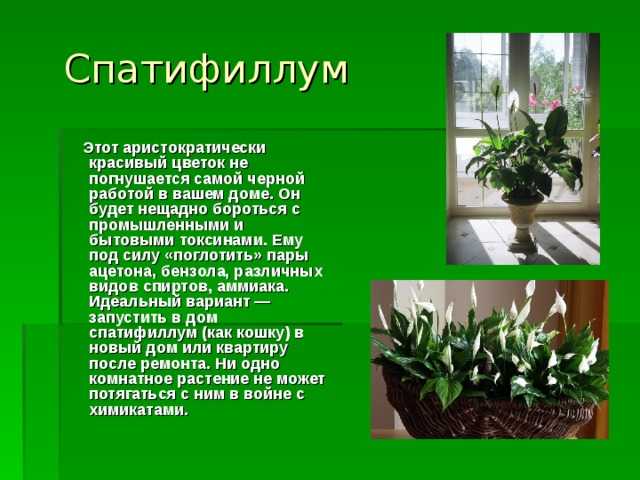 Цветок декабрист (шлюмбергера): виды и сорта
