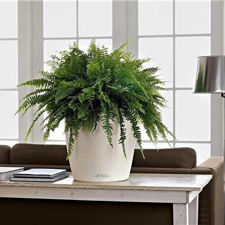 Домашние растения, очищающие воздух в квартире