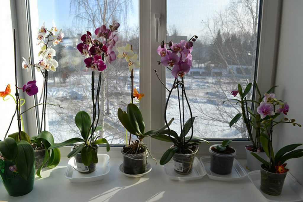 Какая орхидея самая неприхотливая для квартиры, дома, сорта, фото и видео от специалистов