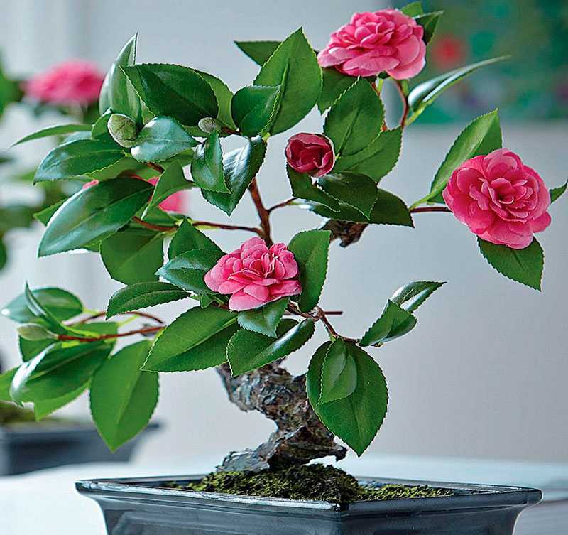 Цветок камелия (44 фото): описание комнатного растения, сорта японской, выращивание красной дома, размножение листом
