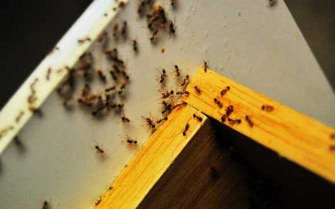 Как избавиться от муравьев в деревянном доме самостоятельно