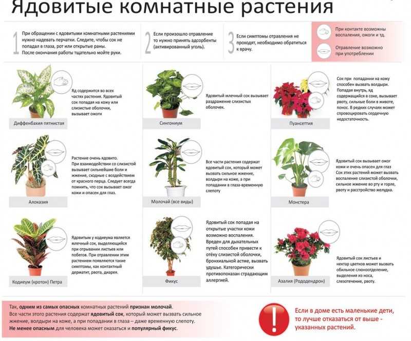 Ядовитые комнатные растения: фото и названия домашних растений, цветы - аллергены