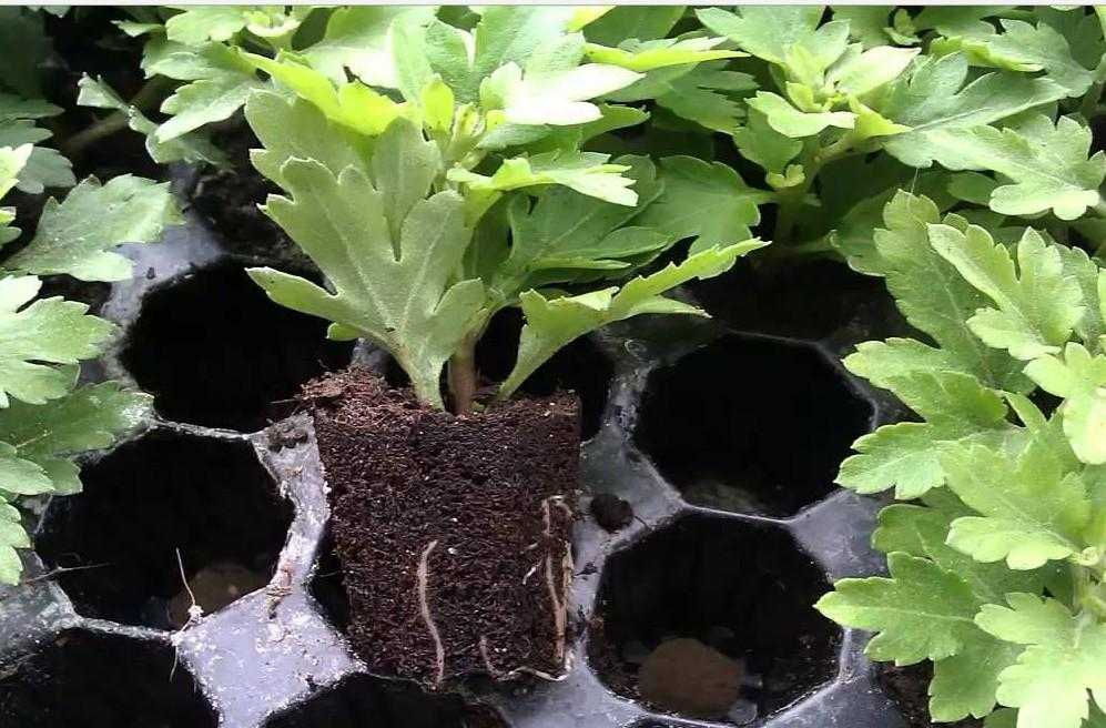 Пересадка магазинной хризантемы в горшок для выращивания в домашних условиях