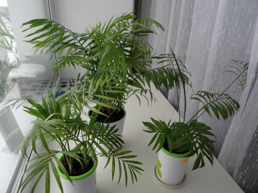 Хамедорея - уход в домашних условиях, фото, пересадка пальмы, болезни, выращивание из семян