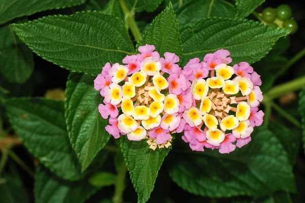 Цветок лантана — посадка и размножение
