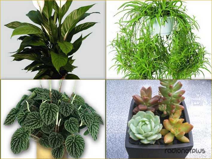 27 самых популярных тенелюбивых комнатных растения с фото