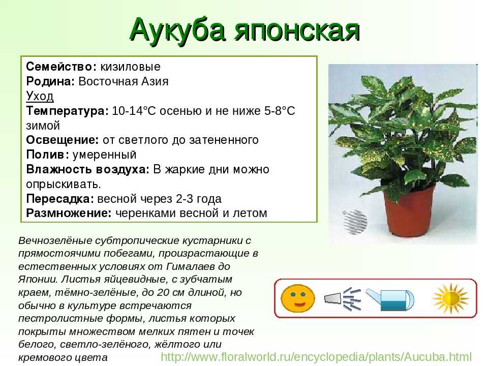 Золотое дерево или аукуба: уход в домашних условиях, выращивание экзотического растения с эффектным внешним видом