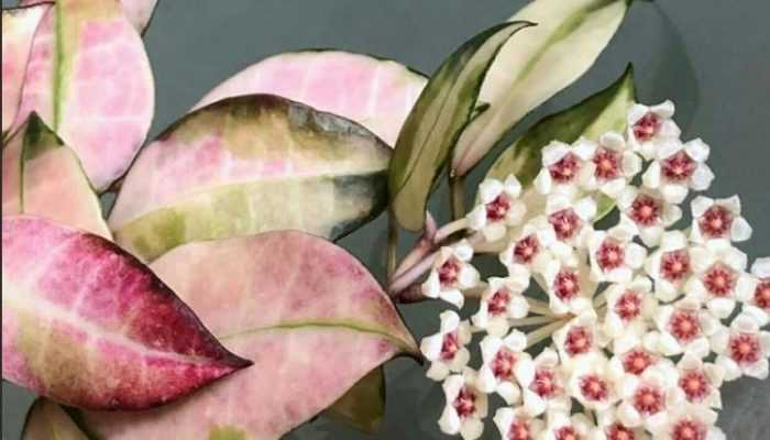 Замечательнейшая хойя белла: описание цветка, особенности ухода за ним и вид на фото