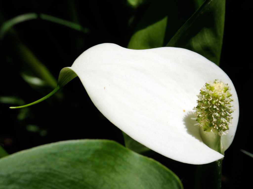 Белокрыльник (29 фото): выбираем цветок для водоемов. описание соцветий и семян комнатного растения. болотная кала в домашних условиях
