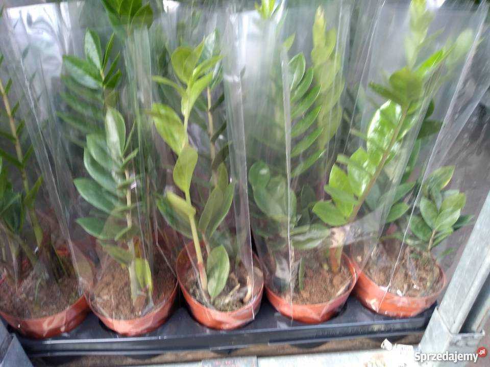 Замия шершавая (zamia furfuracea) — описание, выращивание, фото