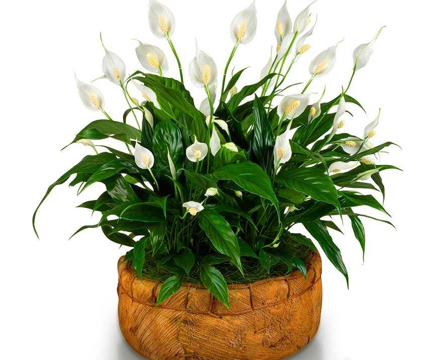 Родина растения спатифиллум: из какой страны родом комнатный цветок спатифиллюм? история происхождения «женского счастья»