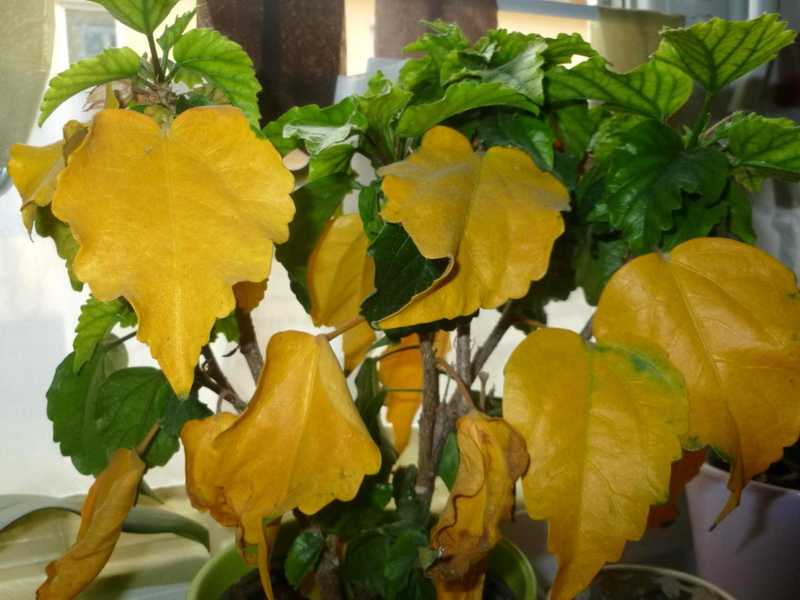 Гибискус: желтеют и опадают листья. проблемы выращивания гибискуса