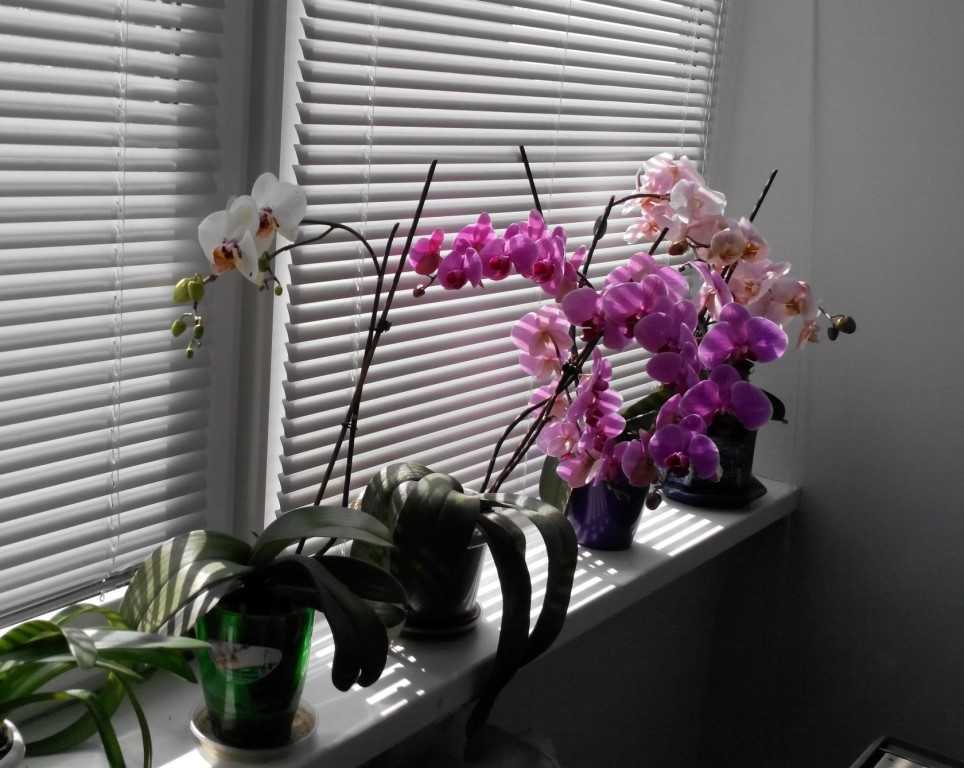 Главный вопрос: какая орхидея самая неприхотливая для квартиры, дома?