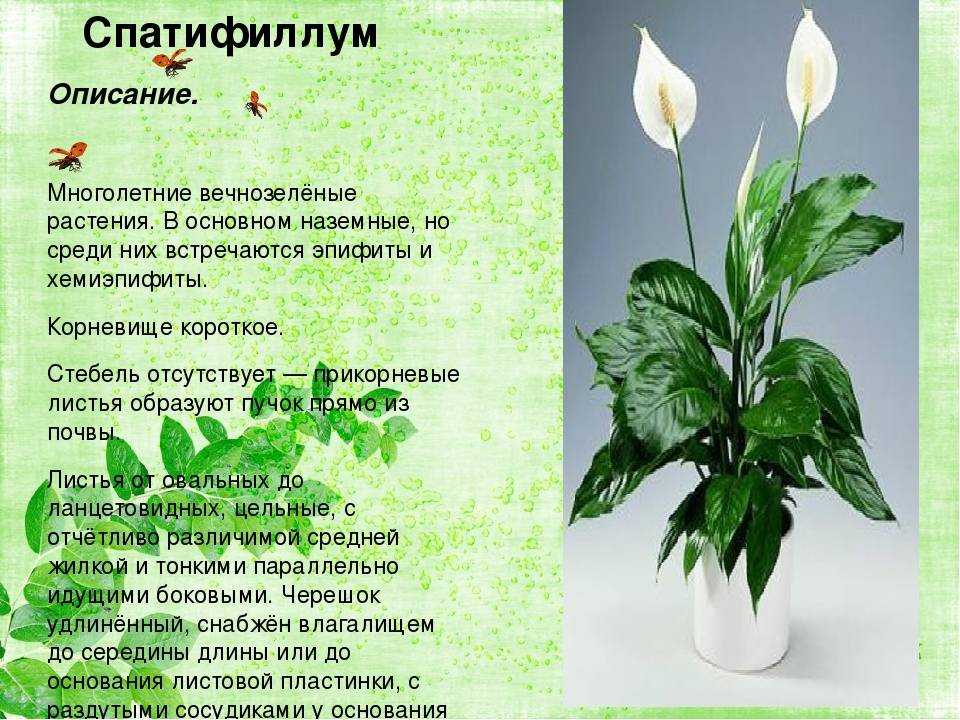 Цветок "женское счастье": уход в домашних условиях и размножение - sadovnikam.ru