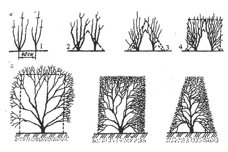 Туи в ландшафтном дизайне (68 фото): уличный брабант и можжевельники в горшках, шаровая разновидность дерева в саду, интересные примеры оформления участка