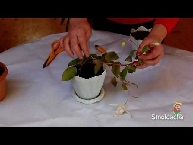 Фуксия: выращивание созданий нежной красоты! как вырастить фуксию дома из семян, черенков и листьев: полезные советы