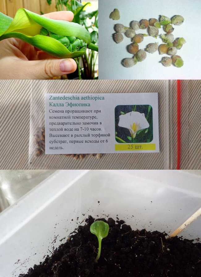 Растение комнатная цинерария цветущая: выращивание из семян, фото