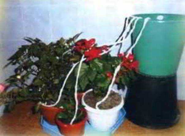 Как нужно поливать комнатные цветы? 26 фото как часто делать полив растений в горшках водой? все о системах автоматического полива в отсутствии хозяев