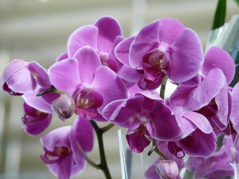 Уход за орхидеей в домашних условиях – как ухаживать, поливать, пересадить?
