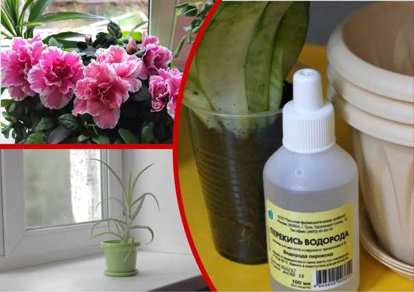 Как подкормить домашние цветы перекисью водорода