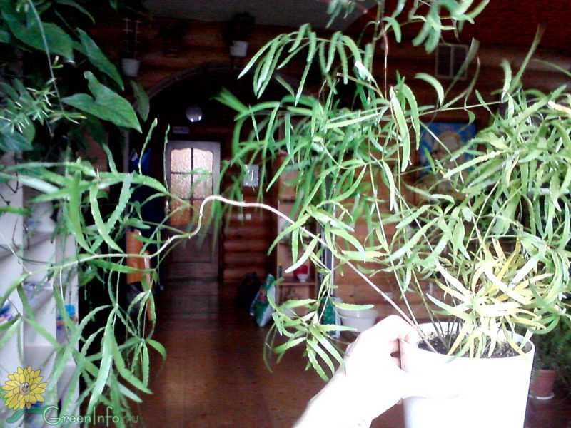 Аспарагус перистый - секреты цветоводов по уходу в домашних условиях