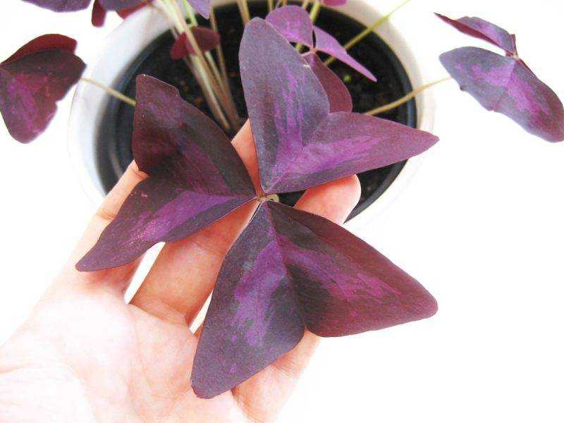 6 видов комнатных цветков с фиолетовыми листьями