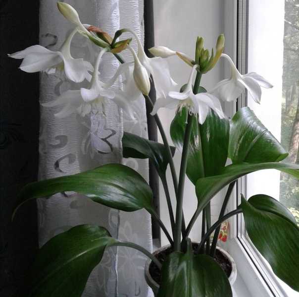 Эухарис домашний - уход, фото цветка, пересадка комнатного растения, размножение