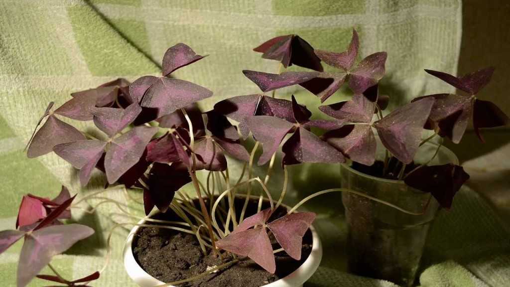 Комнатные цветы с фиолетовыми листьями