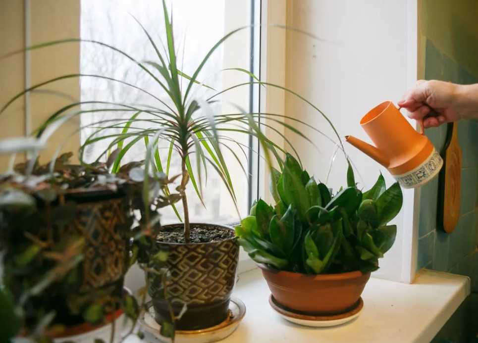 Любимые растения есть практически в каждой квартире. Как нужно поливать комнатные цветы, чтобы они хорошо росли и цвели Как часто делать полив растений в горшках водой