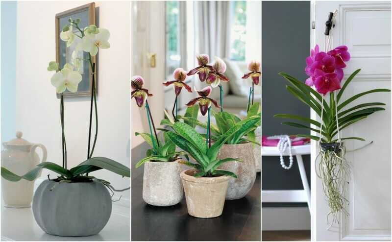 Как правильно расположить орхидею в интерьере