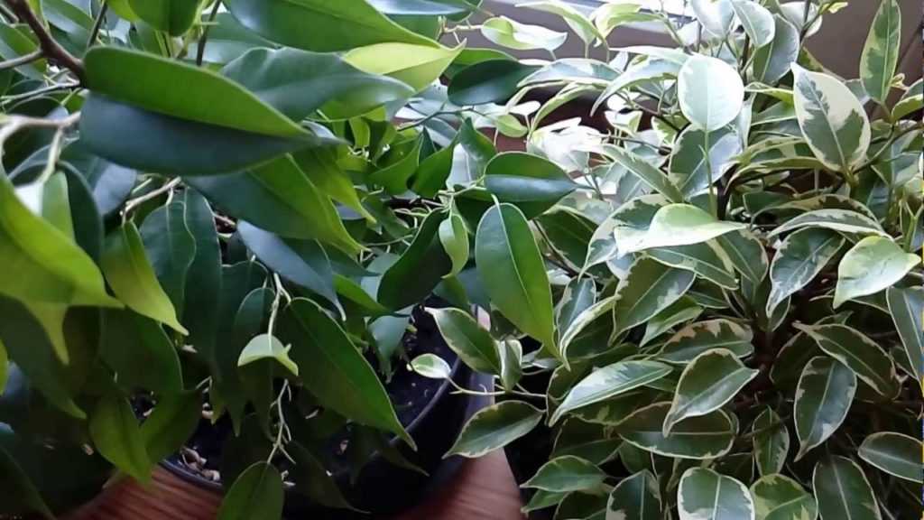 Фикус мелколистный (33 фото): уход в домашних условиях за фикусом с мелкими листьями. как размножить фикус с маленькими листочками?