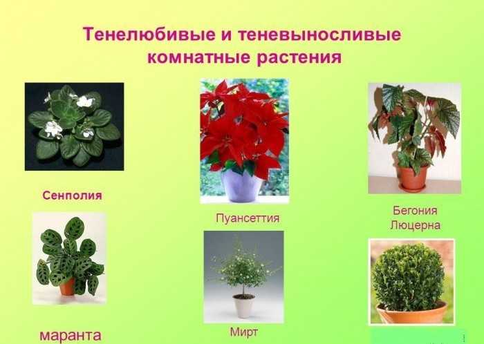 Неприхотливые комнатные растения: 15 примеров с фото и названиями (самые простые в уходе)