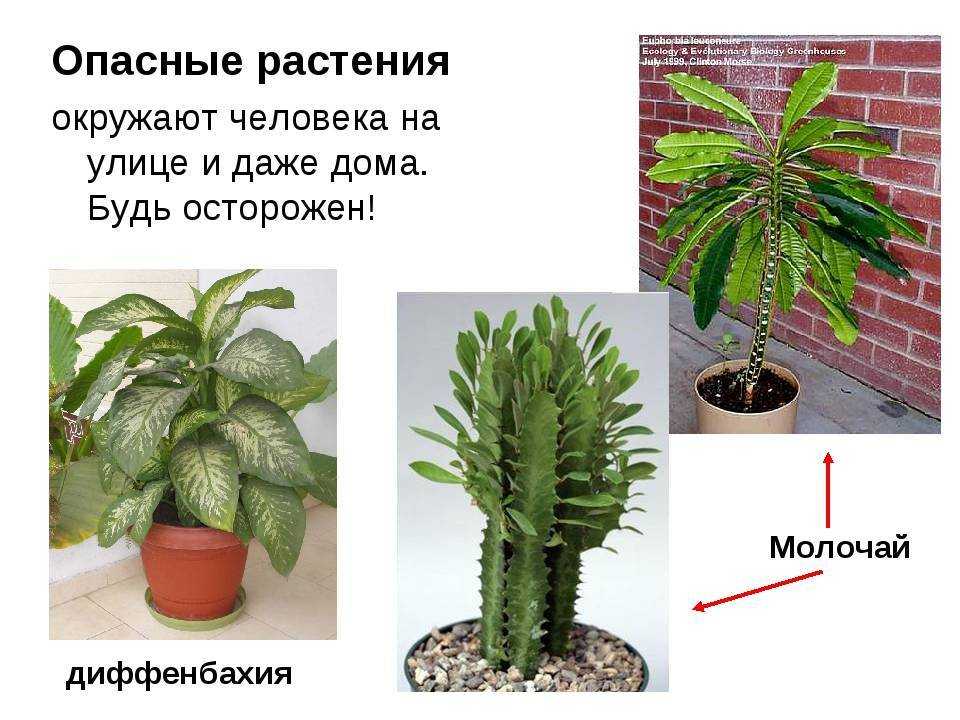 Ядовитые комнатные цветы и растения для человека: фото, названия и описание ядовитых домашних растений | houzz россия