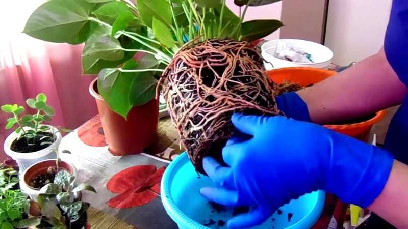 Пересадка комнатных растений (28 фото): когда лучше пересаживать азалию и антуриум в горшках? уход в домашних условиях