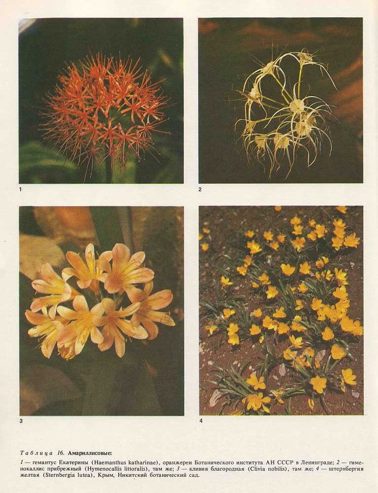 Комнатные растения с красными цветами (60 фото): домашние цветы с красно-белыми цветами, антуриум и колокольчики, каллы и герань