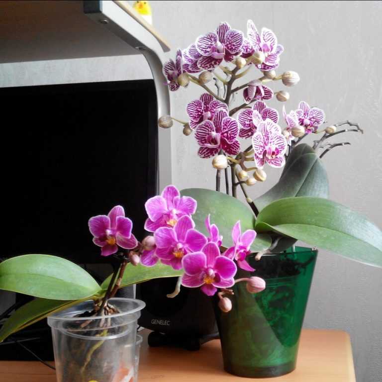 Орхидея: описание, 12 правил ухода, пересадка (фото) +отзывы