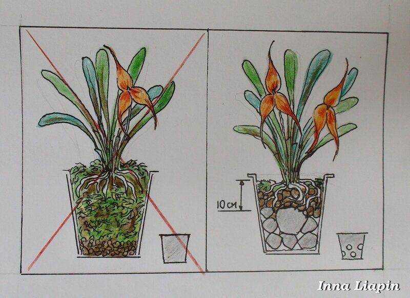 Способы посадки орхидей разных видов и какой самый необычный и лучший: корнями, срезанную, клубнями или черенками, можно ли срезать цветонос