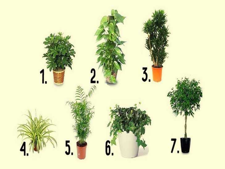 Растения улучшающие воздух в помещении. 15 комнатных растений для очистки воздуха в квартире