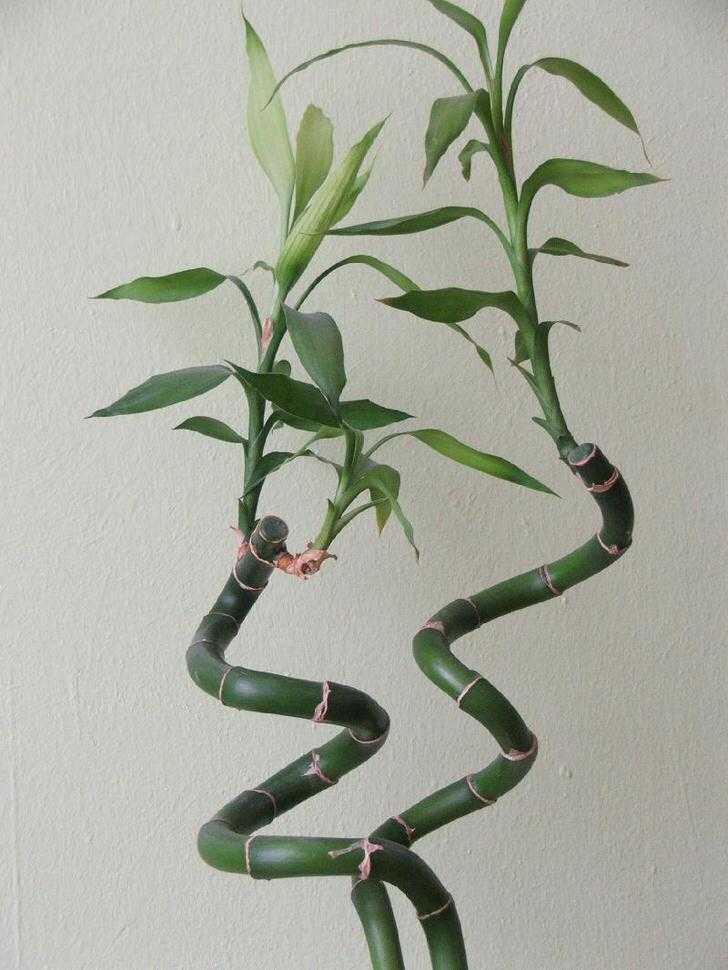 Драцена сандера: уход за растением в домашних условиях