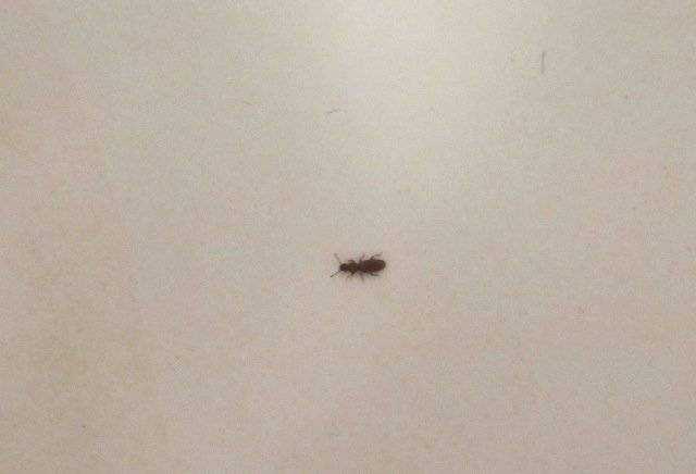 Маленькие белые насекомые в квартире и ванной – фото, описание, как избавиться