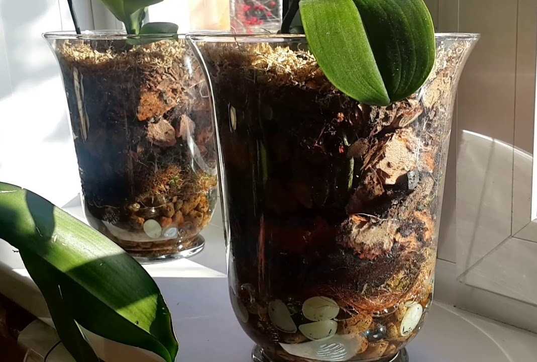Горшки для орхидеи: пластик, стекло, керамика. плюсы и минусы керамических горшков для фаленопсисов.