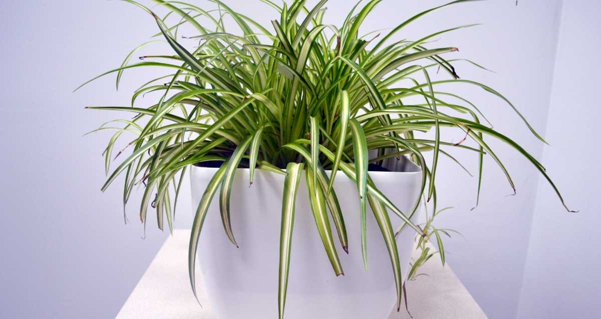 Комнатные растения, очищающие воздух в квартире (с фото)