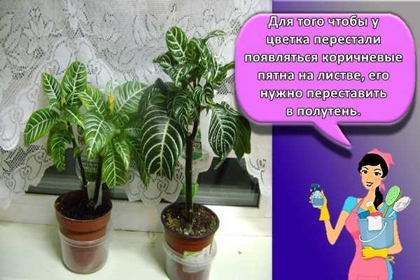 ᐉ цветок афеландра: уход в домашних условиях, фото, размножение и пересадка - roza-zanoza.ru