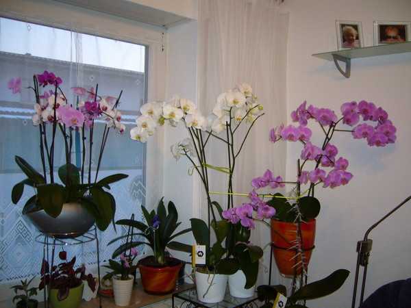 Что любит и не любит орхидея: требовательность к теплу, свету, влаге (воде), отношение к сквознякам и холоду, как за ними ухаживать и можно ли выносить на улицу летом?