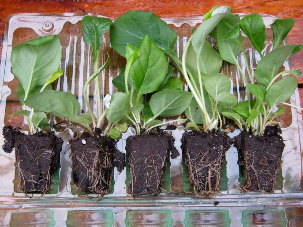 Выращивание цинерарии из семян: как и когда сажать на рассаду в 2021 году